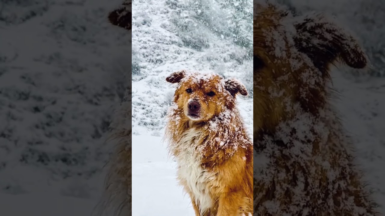 Majestic dog enjoying the snowy serenity❄️🐶 