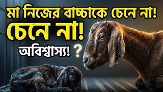 জন্মের পর মা ছাগল বাচ্চাকে চিনতে পারে না—অবিশ্বাস্য!