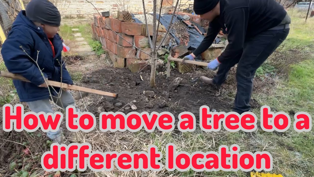 How to Move and Replant Fruit Tree. 