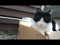 Homeless Cat asking for help 🔴