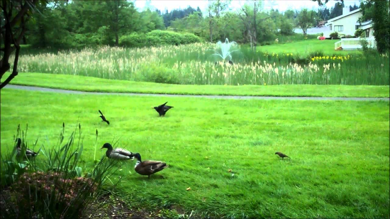 Aunt Duddie Says Watch Crowbert Get His Butt Kicked