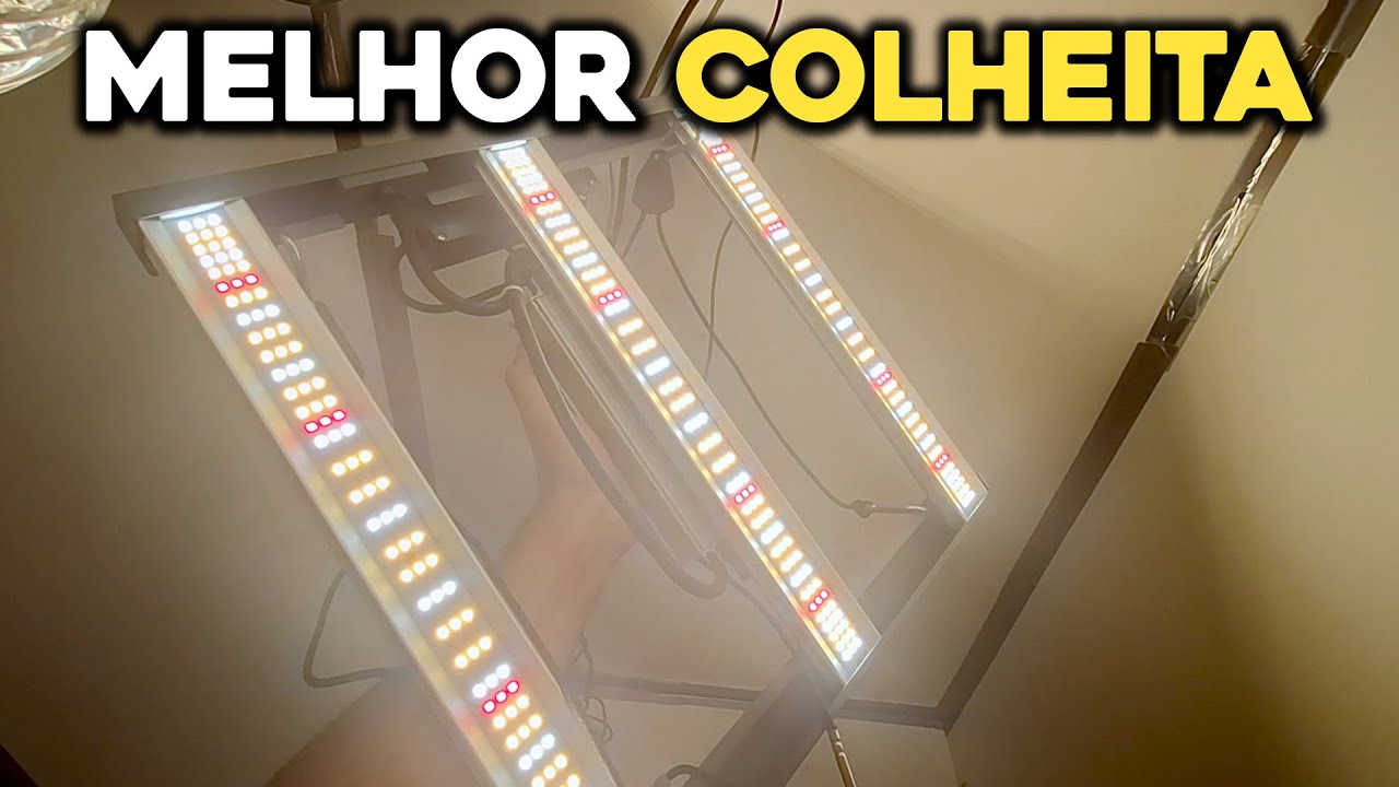 Esse foi o LED que trouxe minha melhor colheita indoor