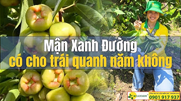 Mận Xanh Đường Có Cho Trái Quanh Năm Hay Không