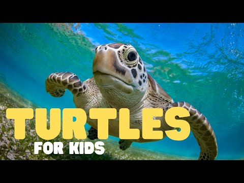 Turtles for Kids | Learn all about these water-loving reptiles