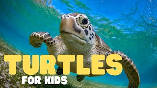 Turtles for Kids | Learn all about these waterloving reptiles