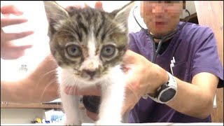 子猫が病気でした。病院に連れて行きます(緊急)