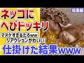 【2ch動物スレ】ネッコにへびドッキリ仕掛けた結果ｗｗｗ【総集編】