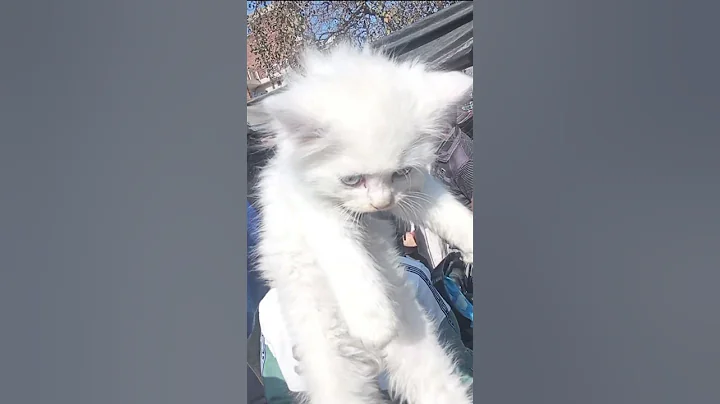 Video 7519581: persiancat persians, persiancat cats catlover, persiancat baby cat