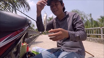 Mồi câu cá ngát đơn giản hiệu quả mùa nước mặn ở Miền Tây | Dân Miền Tây