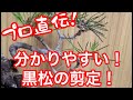 【プロ直伝!】黒松の剪定ってこんなに簡単だったの!?分かりやすい盆栽の手入れを徹底解説!