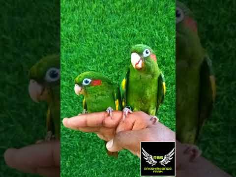 FULLY TAMED HOFFMAN CONURE AVAILABLE