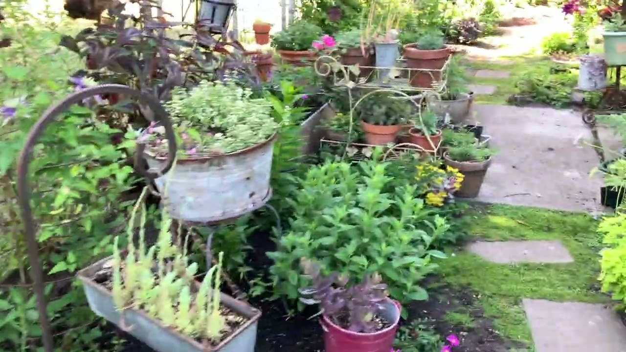 My June 23 back garden