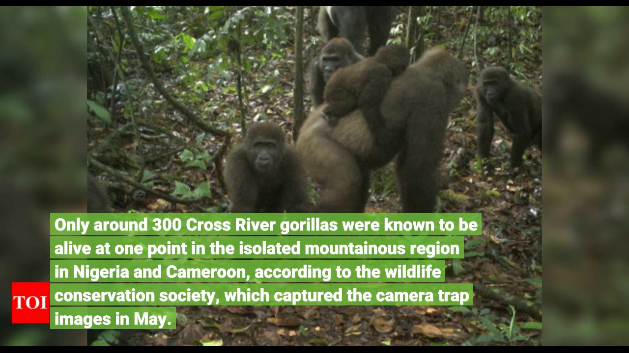 Rare gorillas in Nigeria captured on camera with babies