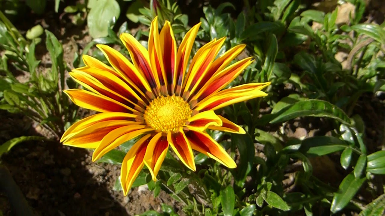 African daisies - Gazanias - Mánafíflar - Sumarblóm - Skrautfíflar - Sveiffluga