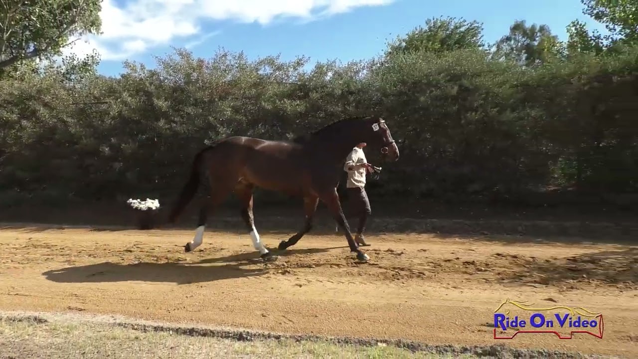 037J1 Andrea Baxter on Camelot PJ CCI2* Long Jog 1 Galway Downs Nov. 2024