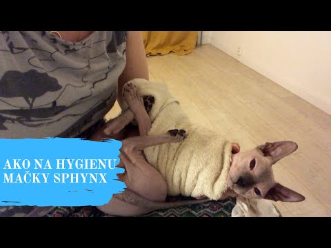 Video: Ako Sa Chovali Mačky Sphynx