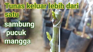 SAMBUNG PUCUK MANGGA TUMBUH LANGSUNG BANYAK CABANG