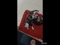 Cat feeding kittens 😸 😍||ytshorts @Rumita's lifestyle