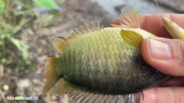 câu cá rô mùa nước nổi cá mập ú. Góc chiều quê 62