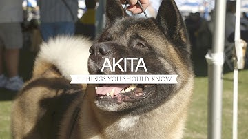 AKITA FIVE THINGS YOU SHOULD KNOW