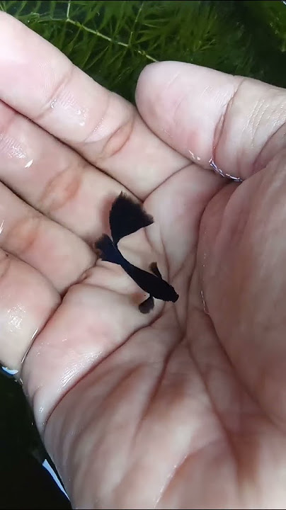 ikan Guppy black Moscow