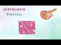 Histologie du Pancréas