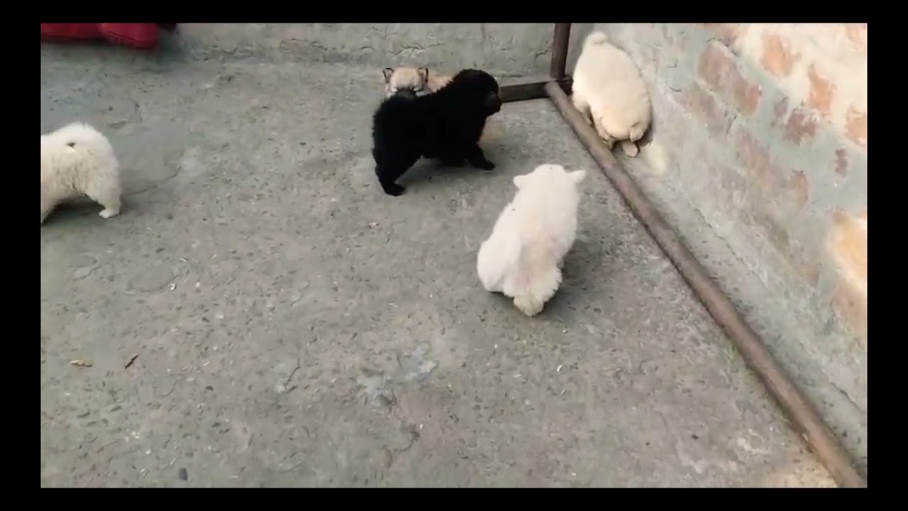 Toy Culture Pom puppy cute baby dog for sale in 08750568063 ( happykennel 😻 