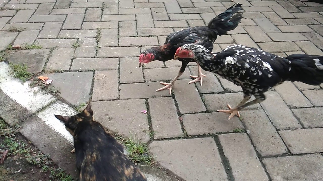 Chicken steals cat food 🐔🐟🐈 YouTube