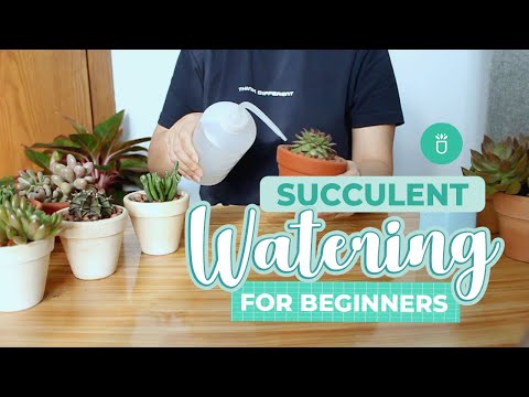 How and When to Water Succulents for Beginners | Succulent Tips for Beginners