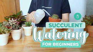 How and When to Water Succulents for Beginners | Succulent Tips for Beginners