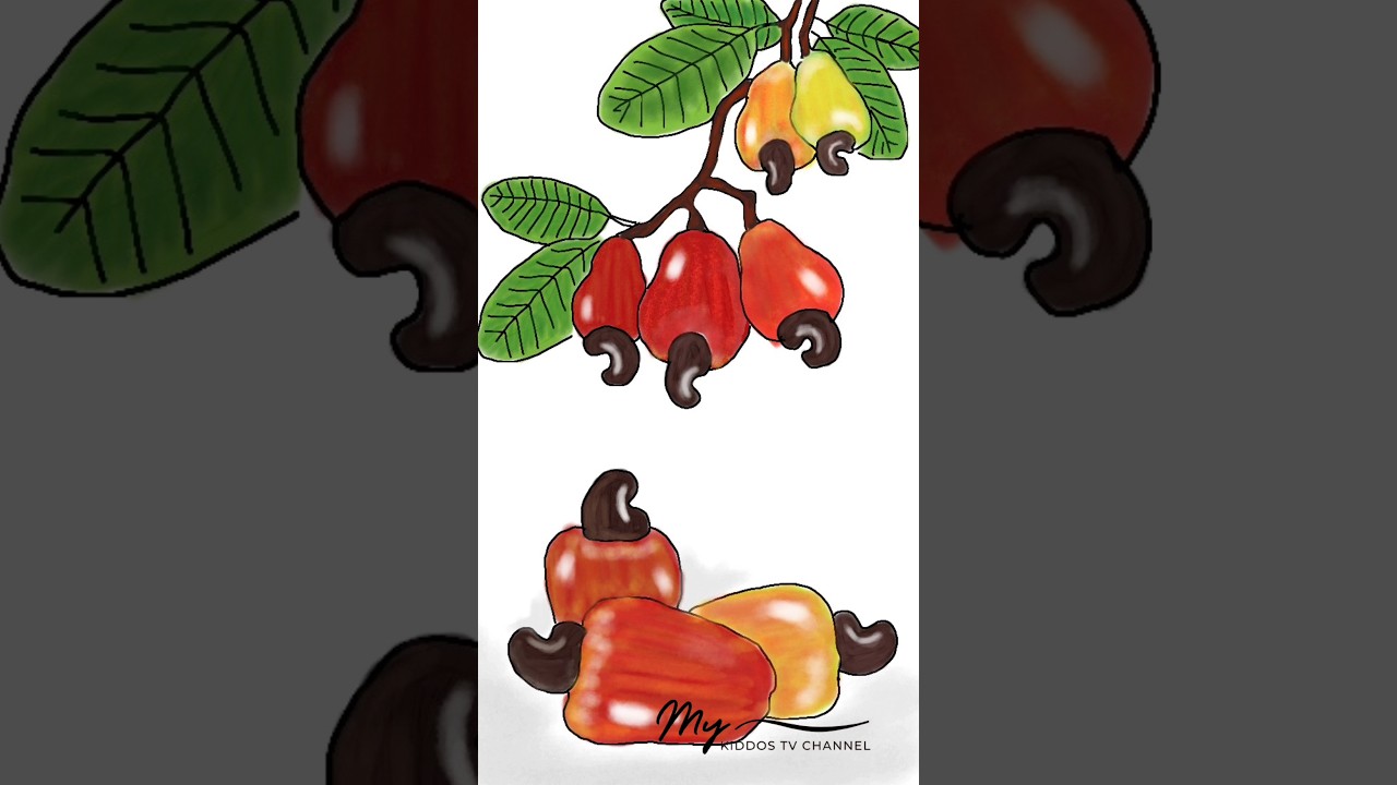 Coloring Cashew | jambu monyet 