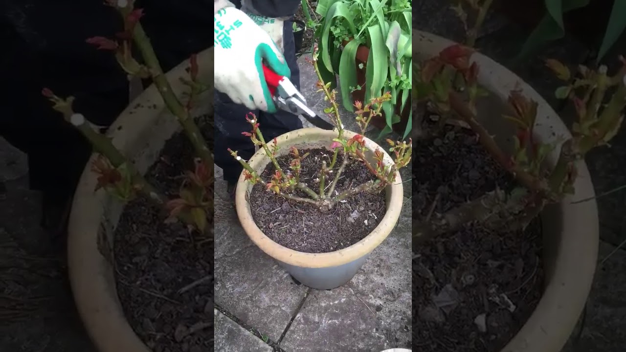 Pruning a Rose YouTube