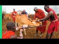 RARE Cow Bleeding ritual in Kenya! (Already Demonetized / Support us on Patreon!)