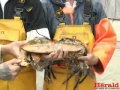Huge lobster caught by Plymouth fishermen