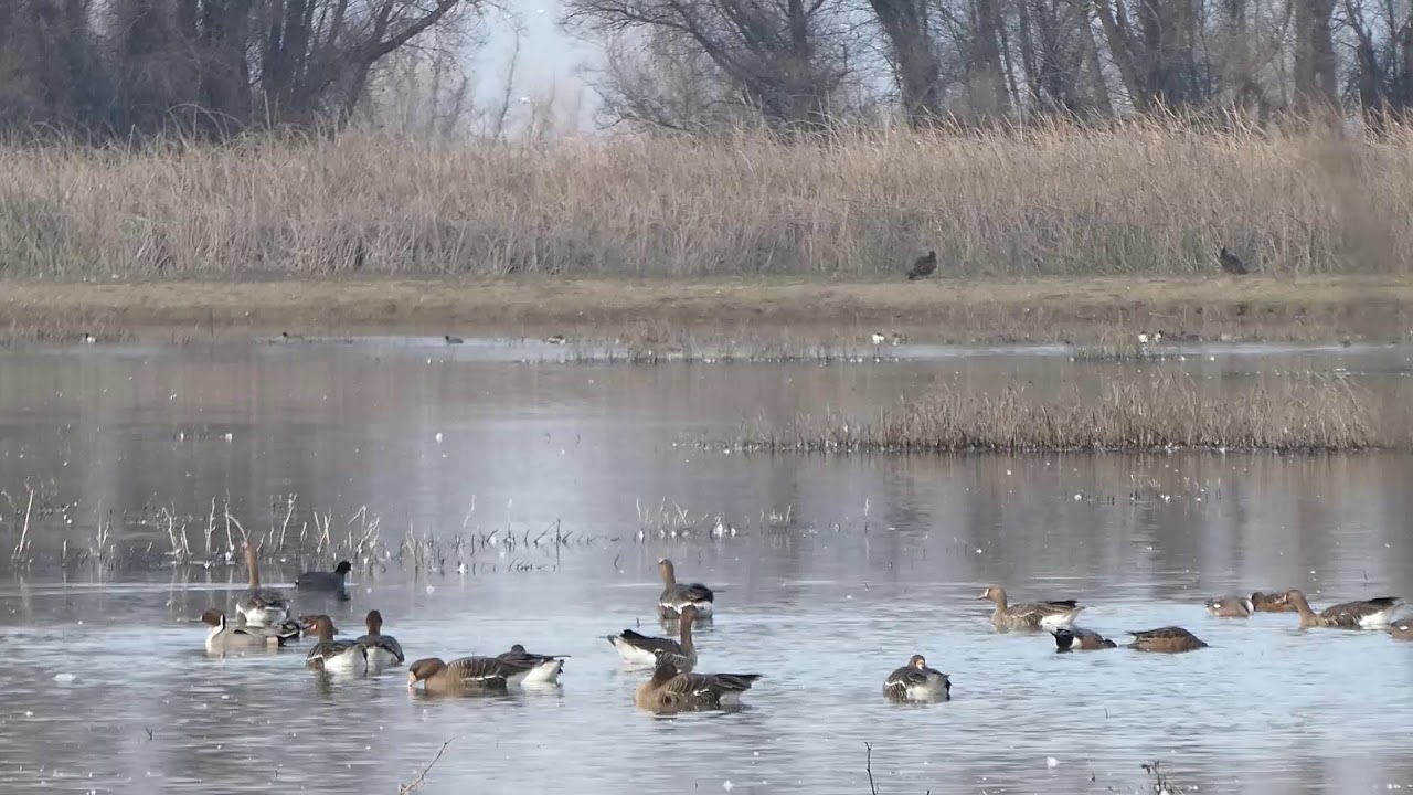 Colusa National Wildlife Refuge