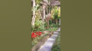 ما تيسر من سورة الأنعام | ♡وهو الذي أنشأ جنات معروشات وغير معروشات♡ #quran #shortvideo