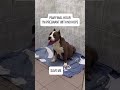 💔🚨 PAM IS PREGNANT… SICK… AND SCHEDULED FOR EUTHANASIA IN 24 HOURS 🚨💔⏳#usa #canada #uk