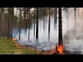 Авиация, добровольцы и обычные люди: как в России борются с лесными пожарами