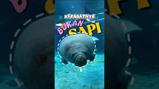 Dugong: Sapi Laut yang Kerabatnya Ternyata Gajah