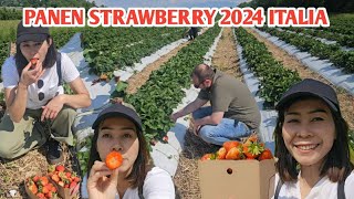 PANEN STRAWBERRY 2024 DI ITALIA PETANI MENANGIS STRAWBERRY NYA BUSUK SEMUA KARENA HUJAN TERUS