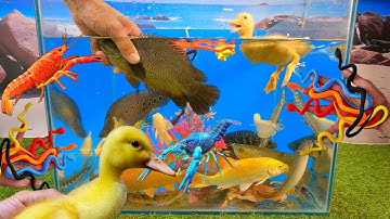 Video tổng hợp cá cảnh đẹp, động vật dễ thương, cá rô đầu nhím, rắn ngũ sắc, cá sấu, vịt, bạch tuộc