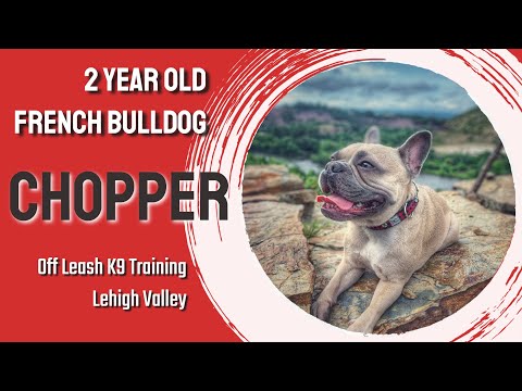 saucon-valley-dog-trainers-|||-olk9-lehigh-valley-|||-chopper,-2-year-old-french-bulldog