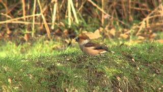 Hawfinch at Sizergh Castle