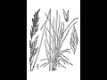 Range Plants: Grass ID Part 2