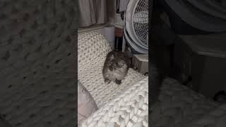 #kitten #cat #scotishcat#cute #persiancat#cuteanimals
