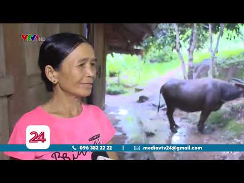 Video Những người tự nguyện viết đơn xin thoát nghèo| VTV24 - youtube