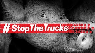 Zobacz, jak wygląda długodystansowy transport zwierząt #stopthetrucks