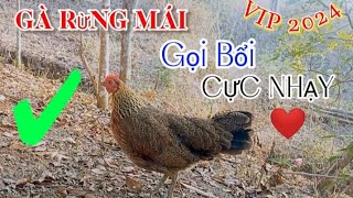 Tiếng gà mái rừng kêu gọi trống, Cực nhạy (không tạp âm) || Suab poj qaib qus seev dib tuaj 💯%✔✔