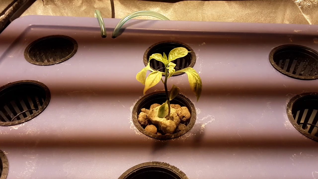 hydroponics: stopped water ph rising, vlog. 