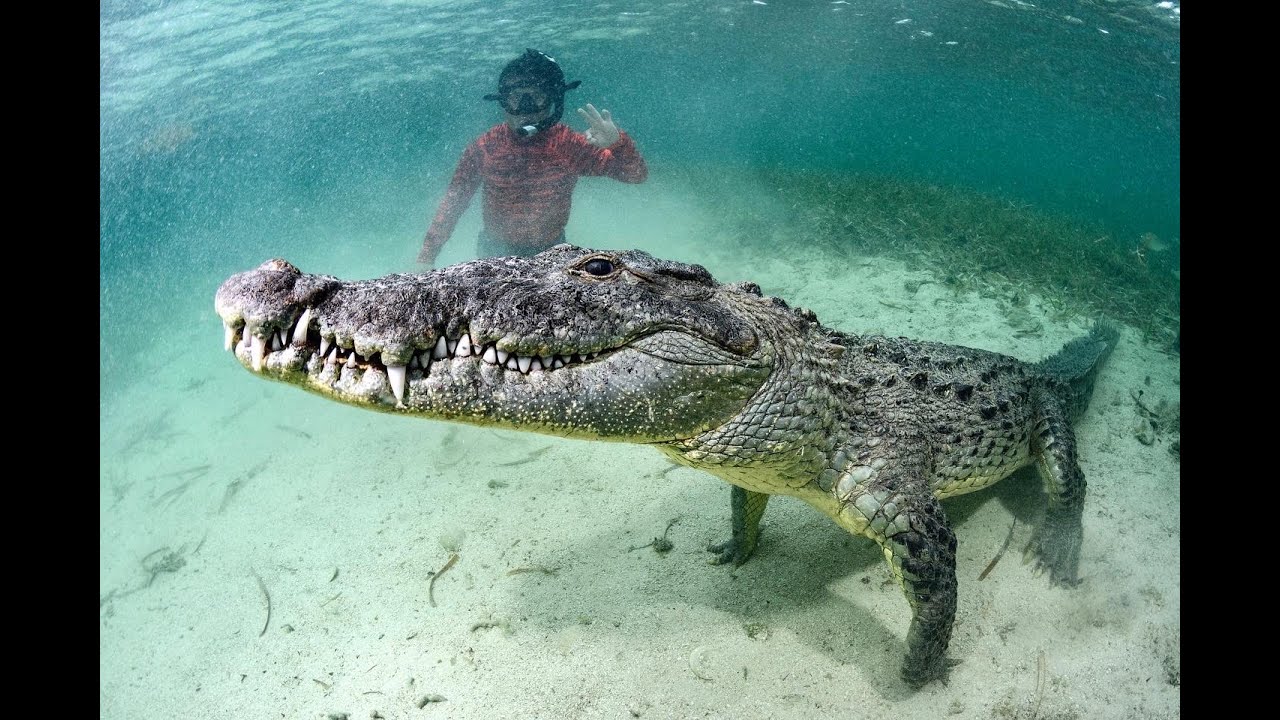 American Crocodile Encounter in Banco Chinchorro, Mexico